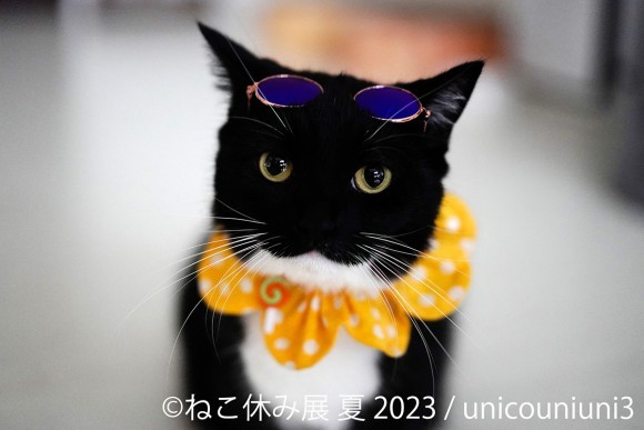 ねこ休み展 夏 2023 @unicouniuni3