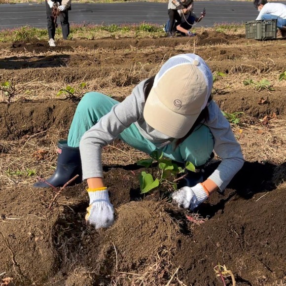 さつまいも掘りの様子