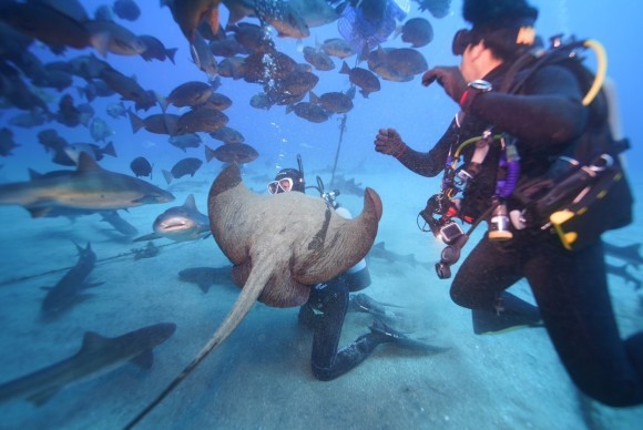 シャークスクランブル：アカエイ