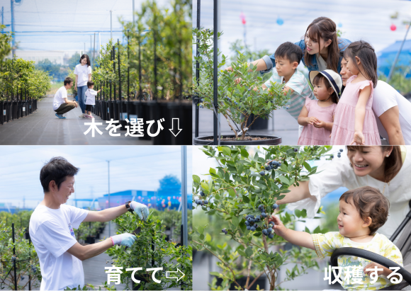 ブルーベリー１本所有し、育成から収穫まで農業を楽しめます