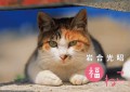 岩合光昭福ねこカレンダーの表紙