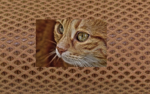 キャッツアイ・猫の目のようなうろこ模様を持つカロング