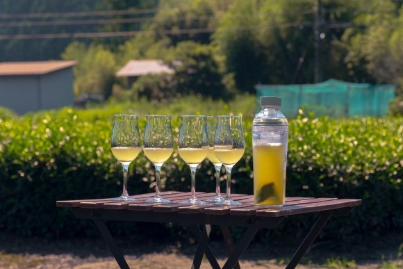 静岡の茶農園のお茶