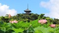 ニーマルヨガ＆蓮の花の瞑想＠三溪園