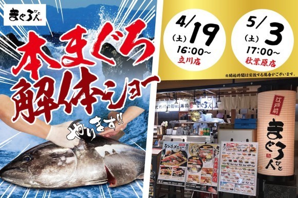 【大迫力！】4/19（土）16時より「まぐろ人 立川店」、5/3（土・祝）17時より「こだわり廻転寿司 まぐろ人 秋葉原店」にて『本まぐろ解体ショー』を開催！