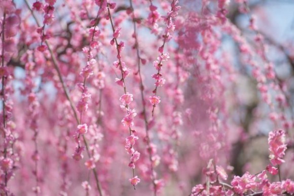 早春に咲き誇るしだれ梅や河津桜