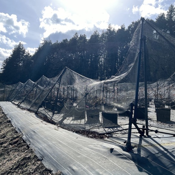 積雪で倒壊した農園