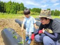 つらさげ芋にするためのその１。さつまいもの苗植え体験！