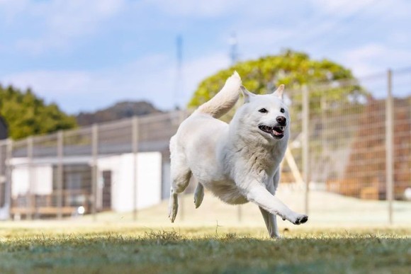 愛犬もOK!専用の広いドックラン付き