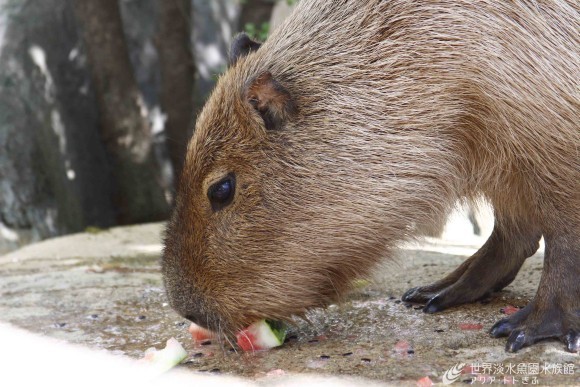 カピバラにスイカをプレゼント