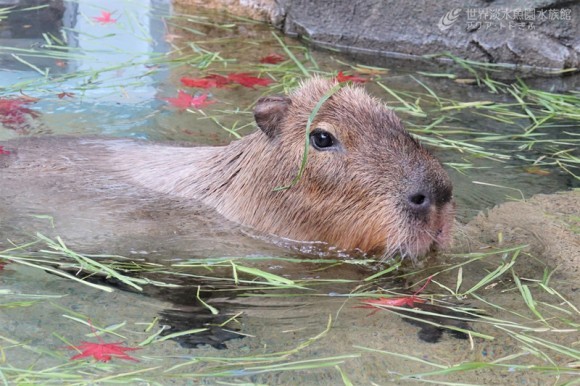 もみじとカピバラ