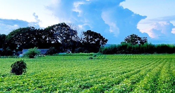 東京農工大学とサントリー、再生農業でサツマイモ栽培の実証開始！