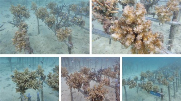 20251027＿アクアプラネットリリース