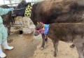 牛のヒートストレス軽減に！電源不要・特殊構造のネッククーラー、岐阜中央家畜市場で体験会を実施（6/21）