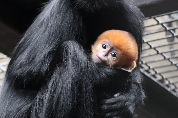 よこはま動物園ズーラシアでフランソワルトンの赤ちゃんが誕生しました！｜PressWalker