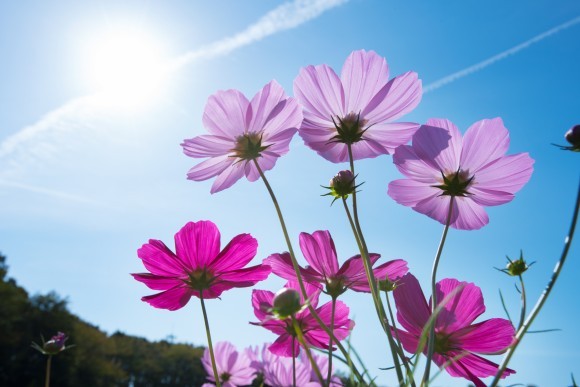 広大な花ひろば一面に咲くコスモス