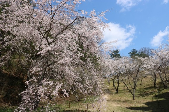 さくら園を彩るシダレザクラとソメイヨシノ