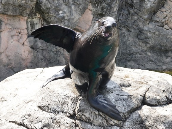 ミナミアフリカオットセイのハジメ（オス）