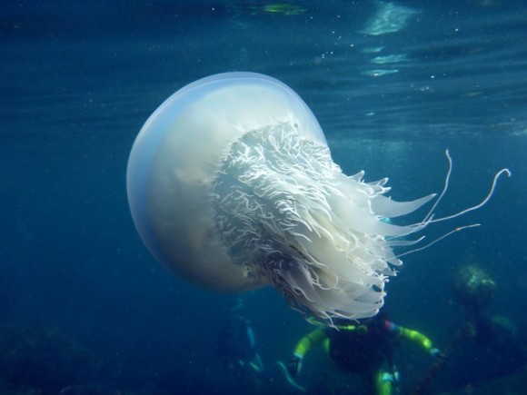 スナイロクラゲ