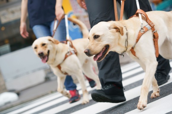 訓練中のアイメイト候補犬