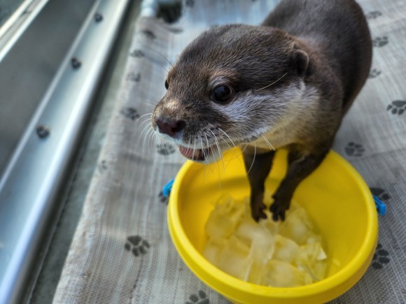 貸出画像「氷を食べるいろは」