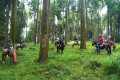 悠久の森（鹿児島県曽於市）の水辺