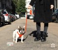 本革ハーネスで愛犬と楽しむミラノスタイル