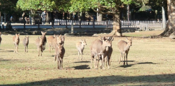 古都奈良の冬の景色　鹿寄せと春日大社特別参拝