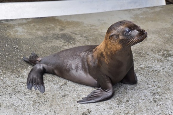 カリフォルニアアシカの赤ちゃん