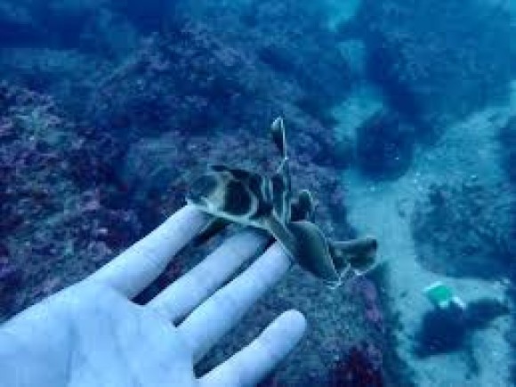 リョウマとキイロウミコチョウ