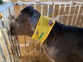 【USIMO】子牛の防寒ブランド、北海道に初上陸。2/8,9にホクレン南北海道家畜市場に出店