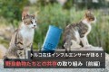 トルコの野良猫たち