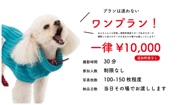 愛するわんちゃんへの誕生日プレゼント「わんわんバースデーフォトサービス」プランは迷わないワンプラン