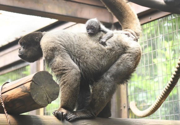 ウーリーモンキーの赤ちゃん