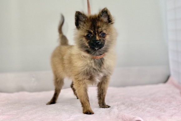 ナチュラル・ドッグ・プライド　http://lessonwan.com