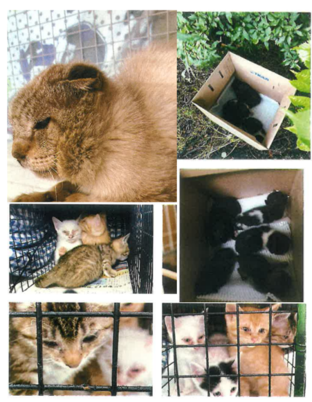 ここ数年の間に遺棄された32匹の猫たち（一部）