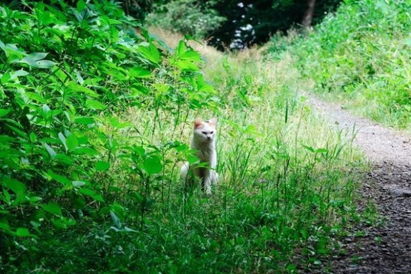 ものづくり革新総合支援事業