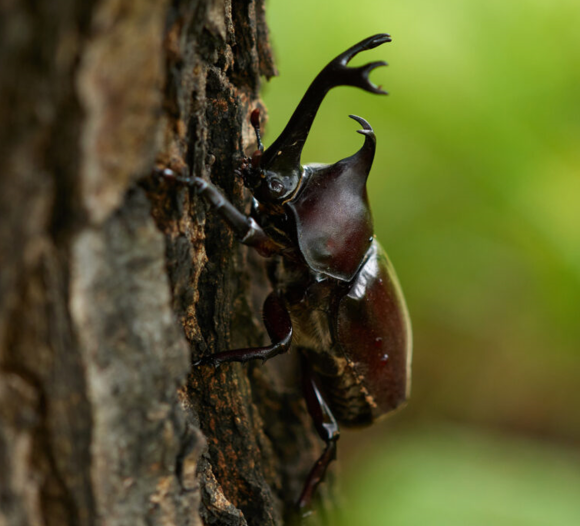 古泉閣　カブトムシ採り体験ツアー開催