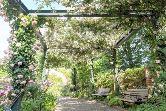 練馬区立 四季の香ローズガーデンの春のバラが見ごろに！