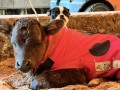 【牛の防寒コート】"牛"アパレルブランドUSIMO最新モデル発売。畜産農家の暖房費対策の切り札に。