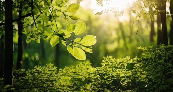 持続可能な農業を支えるフミン酸の植物への効果