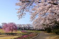 矢板市一押しの花見スポット。さくら咲く長峰公園、休日には家族・友人の散歩コース、カップルにはデートスポットとして利用しています。