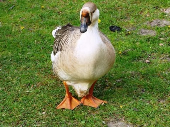 【大阪府】最大300万円の省エネ補助金