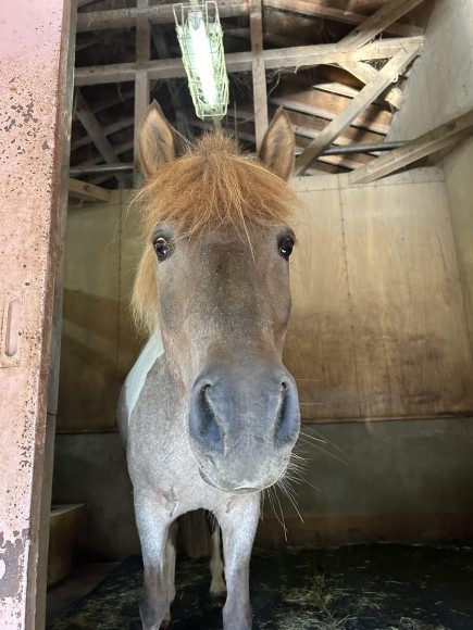 新しく仲間入りしたポニーのキラ