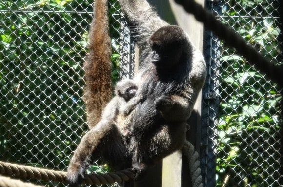 アールグレイ（母親）とカモミール（赤ちゃん）