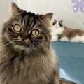 猫ファースト！需要の高まる猫専門施設のホテル