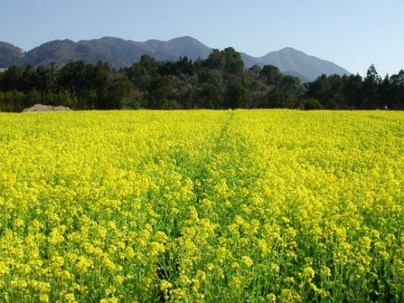 千葉県医療機器等開発支援補助事業