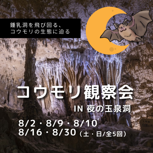 コウモリってどんな暮らしをしているの？