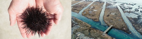 株式会社オレンジ・アンド・パートナーズと株式会社北三陸ファクトリーがMade by Japanの水産ブランド世界進出の為のブランディング 戦略パートナー契約を締結