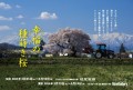 大沼英樹写真展「幸福の種蒔き桜」